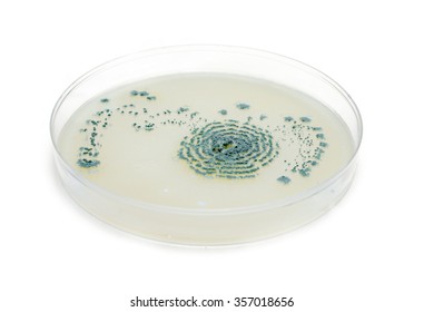 Microbiology Petri Dish With Bacteria And Growth