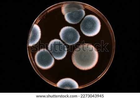 Microbiology. Petri dish with a culture of different fungi isolated from the soil. Infectious diseases