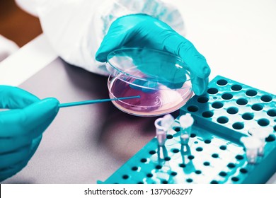 Microbiology, technician working with bacteria strains