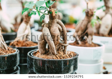 Microcarpa ficus ginseng in bonsai tree style. A lot of little house plant in flowerpot. Concept of natural house decor