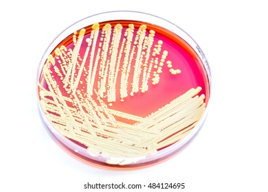 Micrococcus Luteus Grampositive Gramvariable Nonmotile Coccus Stock ...