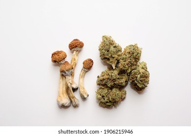Microdosing concept. Dry psilocybin mushrooms and Marijuana buds on white background. Psychedelic experience. Hemp recreation, medical usage, legalization.