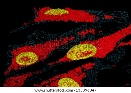 Microfilaments (blue), mitochondria (red), and nuclei (yellow) in fibroblast cells