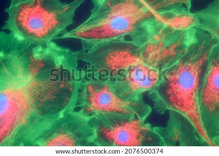 Microfilaments, mitochondria, and nuclei in fibroblast cells