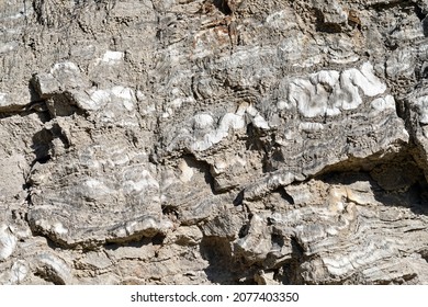 Microfolding Of Gypsum Layers In An Old Gypsum Quarry (Miocene, Vilobí Del Penedès, Barcelona).