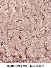 Microglia cells of the molecular layer of cerebellar cortex. This type is the ramified or "resting" microglia that appears in normal brain tissue. Rio-Hortega’s method (silver carbonate)