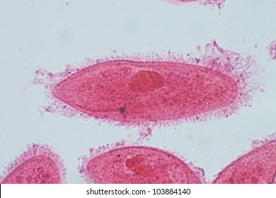 Micrograph Animal Conjugation Of Paramecium Caudatum, Magnification 400X