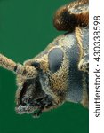 Micrograph of the head of beetle made with the technique of stacking
