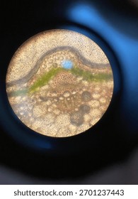 the micrograph is a high-resolution exposition of the transport and supporting tissues within a photosynthetic organ.