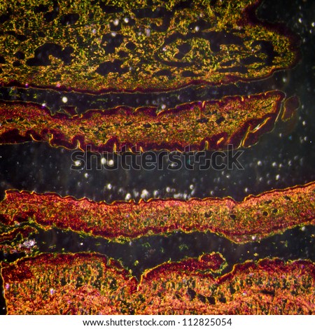 micrograph of medical science cilliated epithelium tissue cell