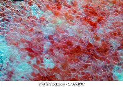 Micrograph Plant Cells Pattern,red Cherry Fruit Peel Cell, Science Background.