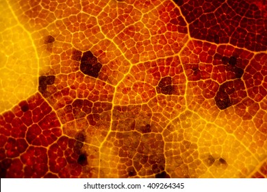 Leaf Under Microscope High Res Stock Images Shutterstock