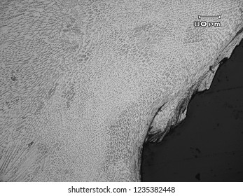 Micrograph Of Stainless Steel Weld Showing Dendritic Structure Formed After Solidification Of Weld Metal With Smear Metal