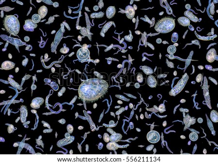 micrography showing lots of various translucent freshwater microorganisms in dark back