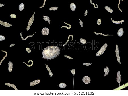 micrography showing lots of various translucent freshwater microorganisms in dark back