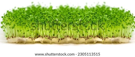 Microgreen arugula sprouts isolate on a white background. Selective focus. nature.