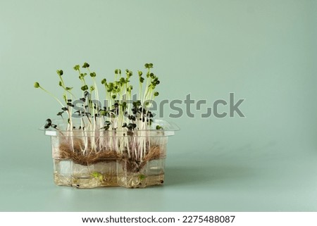 Microgreen corn salad on a jute sprouting mat. Ecology concept. Superfood for health and immunity. Micronutrient rich seedlings for adding to food. Home garden. Copy space. Green background