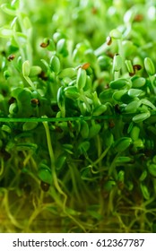 microgreen field