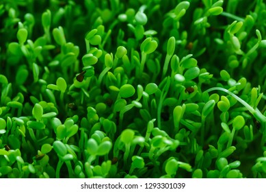 microgreen field closeup Arkivfotografi