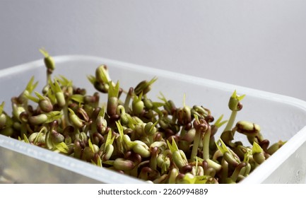 Microgreen. Mung bean sprouts. Growing beans at home.  - Shutterstock ID 2260994889