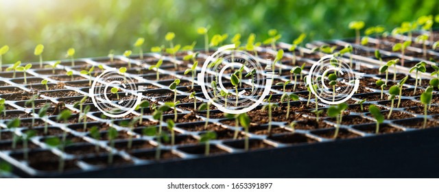 Microgreen. Smart Farming And Digital Agriculture