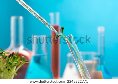 Microgreen sprout in a chemical test tube. Research on the beneficial properties of microgreens.