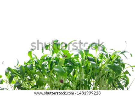 Similar – cress forest Cress Grass