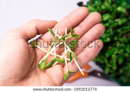 Microgreen sunflower sprouts in man hands. Raw sprouts microgreens, ealthy eating.