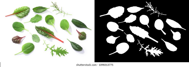 Microgreens or baby greens: Chard, Tat soi, Pak choi, Mizuna, Spinach. Top view - Shutterstock ID 1098313775