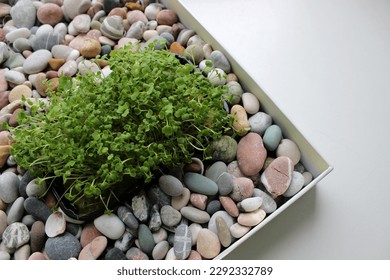 Microgreens Bunch In Plastic Container In Flat Tray Filled With Decorative Colored Stones 
