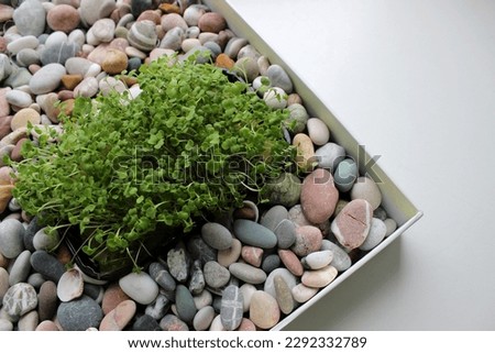 Microgreens Bunch In Plastic Container In Flat Tray Filled With Decorative Colored Stones 
