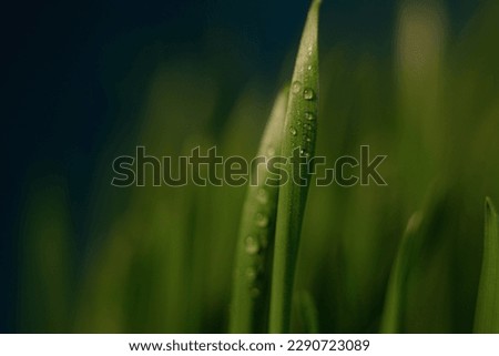 Microgreens grains of green grass in container with water droplets on leaves, spring. Young sprouts. Blue background.