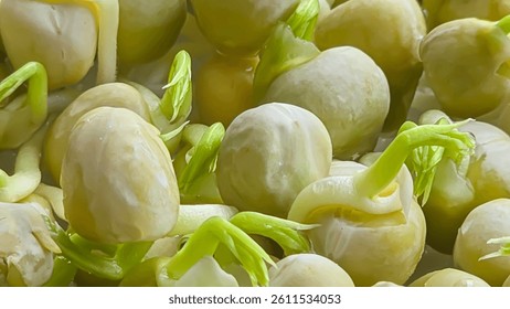 Microgreens. Growing Peas at Home. Three-Week Pea Sprouts. Step-by-Step Instructions. Vegan and Healthy Eating Concept.