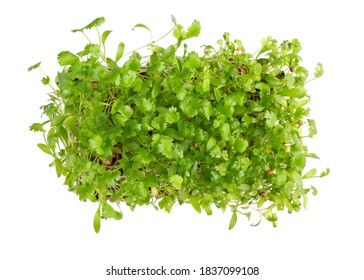 Microgreens, micro greens - cilantro seedlings, sprouted cilantro seeds isolated on white. Vegan, vegetarian and healthy eating concept. Gardening concept. Top view.