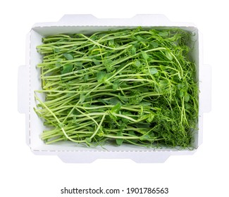 Microgreens, Micro Greens - Cutting Pea Seedlings In Cardboard Food Tray Isolated On White. Vegan, Vegetarian And Healthy Eating Concept. Top View.