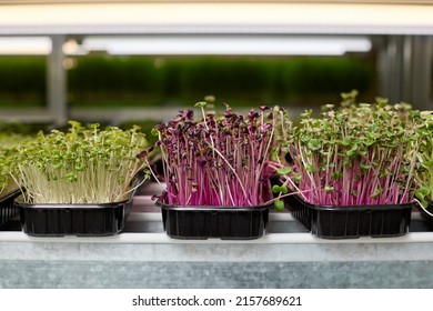 Microgreens mustard and radishes in black plastic containers are placed on shelves greenhouse farm. Rich fertility pink sprouts radishes and green mustard is received in short time by farm specialists
