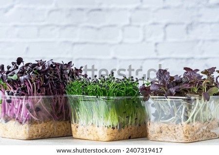 Microgreens in pots - Garlic chives, purple radish and red mustard - healthy superfood