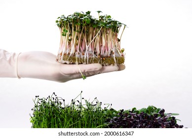 Microgreens of radish on a growing substrate on a gloved hand. Microgreens of different varieties. Microgreens of radish, sunflower, pea, onion and basil isolated on white background.