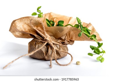 Microgreens sprouts isolated on a white background. Vegan micro-shoots of greens. The concept of healthy eating. Sprouted seeds of peas, microgrid, beautiful ecodesign. Greenery on the windowsill.