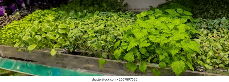 Microgreens in verdant array, vibrant culinary tapestries, Earth Day celebration, urban gardening marvel, fresh chlorophyll embrace