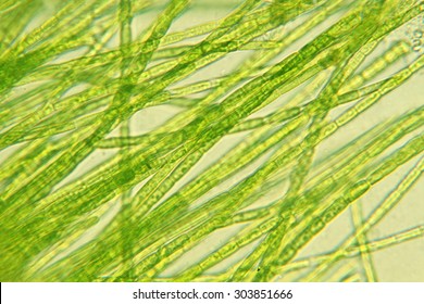 Microorganism Algae