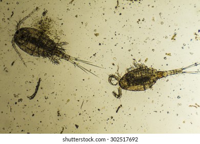 Microorganism - plankton