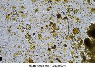Microorganisms and biology in Compost and soil sample under the microscope  - Shutterstock ID 2213360795