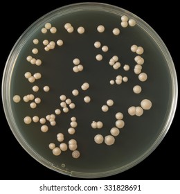 Microorganisms Culture Stock Photo 331828691 | Shutterstock