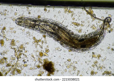 Microorganisms And Soil Biology, With Nematodes And Fungi Under The Microscope. In A Soil And Compost Sample