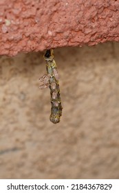Microplitis on caterpillar. Isolated closeup. Bugs on bugs. Insect larvae on caterpillar.