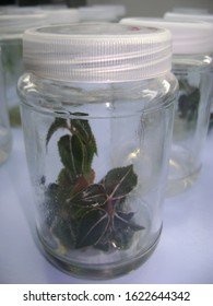 Micropropagation (Plant Tissue Culture) of Kacip Fatimah plant (Labisia pumila) in laboratory with selective focus