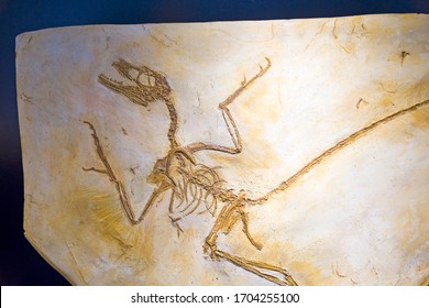 Microraptor Gui Fossil, Early Cretaceous.