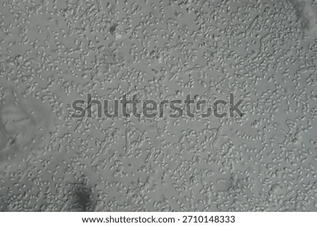 Microscope image of the dambiome with bacteria and yeast cells in bud 400x