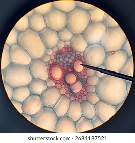 A microscope image showing a single cell with a clear nucleus in the center, surrounded by cytoplasm and a thin membrane, with tiny organelles faintly visible inside. - Powered by Shutterstock - Get 15% off with code: PIKWIZARD15